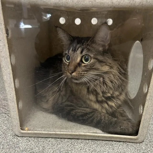 A young large-sized female Maine Coon cat named Binx for adoption in Lincolnton, NC
