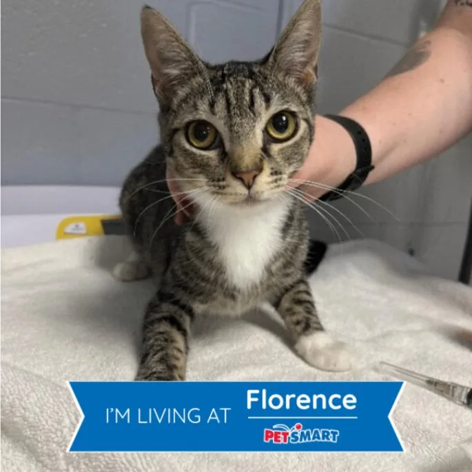 A young medium-sized female Tabby (Brown / Chocolate) Domestic Short Hair cat named Wumpa for adoption in Cincinnati, OH