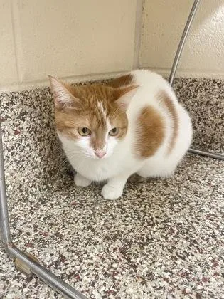 An adult medium-sized female Domestic Medium Hair cat named Lily for adoption in Westland, MI