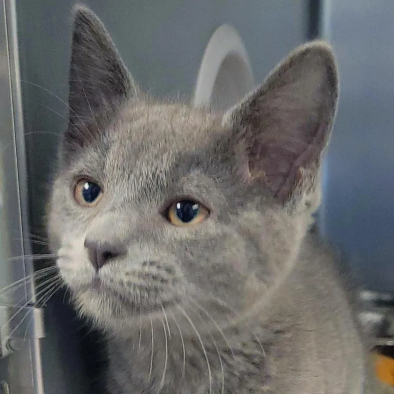 A baby small-sized male Gray / Blue / Silver Domestic Short Hair cat named Mistystar for adoption in Plover, WI