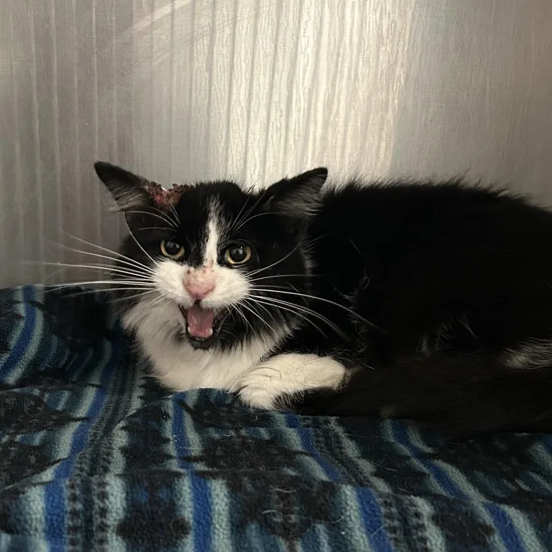 An adult large-sized male Black Domestic Medium Hair cat named Firecracker AKA Titan for adoption in Charleston, WV