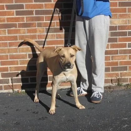 A young large-sized male Mixed Breed dog named Nitro for adoption in Elk Grove Village, IL