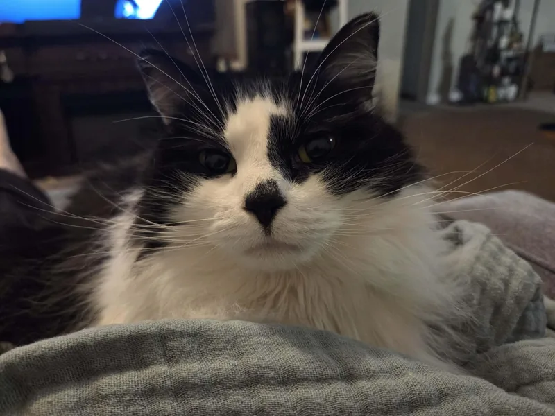 An adult medium-sized female Black & White / Tuxedo Tuxedo cat named Freya for adoption in Dayton, TN