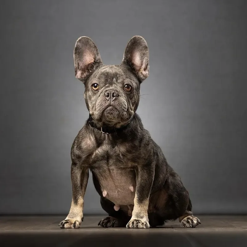 An adult small-sized female Gray / Blue / Silver French Bulldog dog named Ursula for adoption in Jupiter, FL