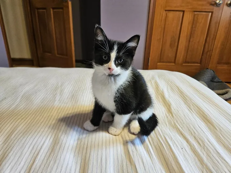 A baby medium-sized female Domestic Short Hair cat named Elizabeth for adoption in Findlay, OH