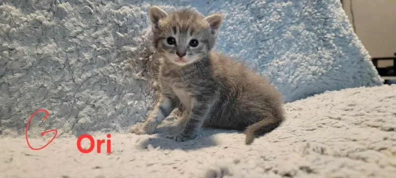 A baby small-sized female Gray / Blue / Silver Domestic Short Hair cat named Ori for adoption in DELTONA, FL