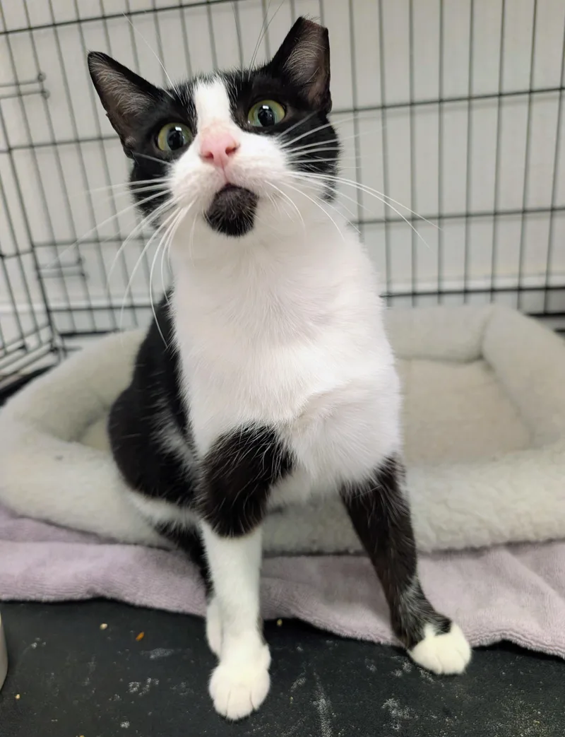 A young medium-sized female Black & White / Tuxedo Domestic Short Hair cat named Oreo for adoption in Palm Harbor, FL