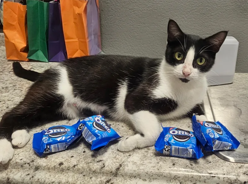 Oreo thumbnail 2