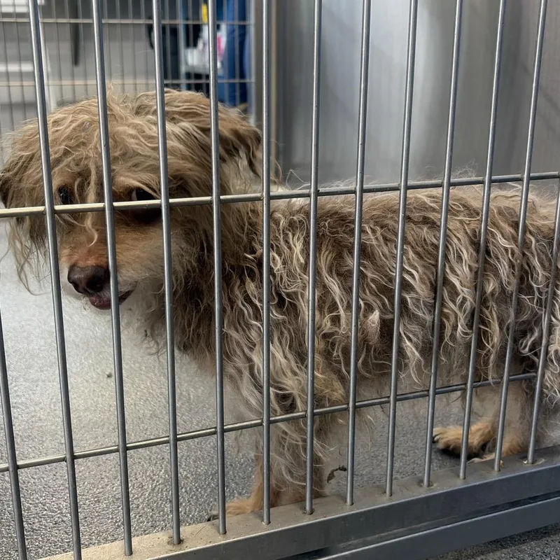 An adult small-sized male Gray / Blue / Silver Wirehaired Terrier dog named Scruffy for adoption in Montgomery, AL