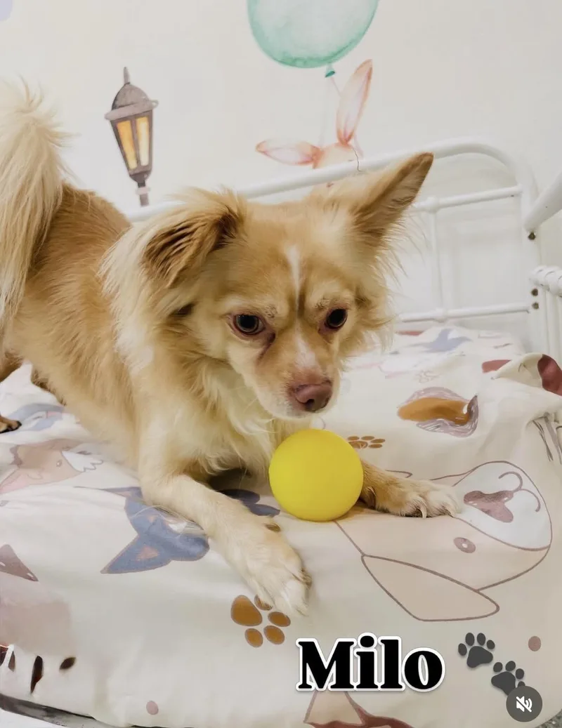 Milo thumbnail 3