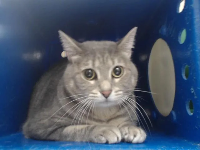 An adult small-sized female Domestic Short Hair cat named Cami for adoption in Orlando, FL