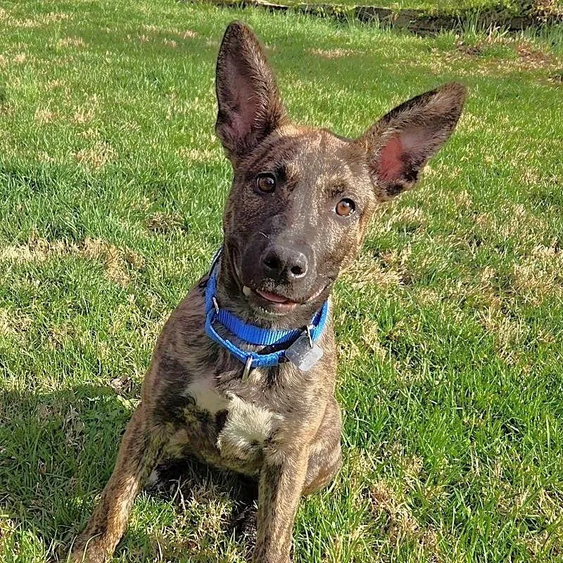 A baby medium-sized female Brindle Mixed Breed dog named Breeze for adoption in Rensselaer, NY