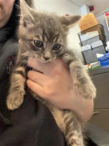 A baby small-sized male Domestic Short Hair cat named Buzz for adoption in West Chester, PA