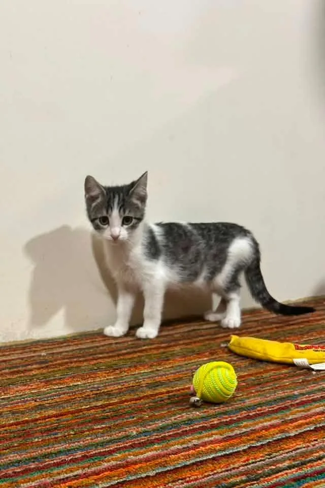A baby small-sized female Domestic Short Hair cat named Hootie for adoption in Boone, IA
