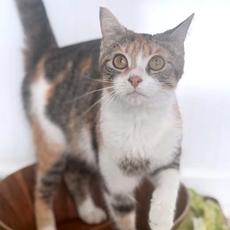 An adult medium-sized female Calico Domestic Short Hair cat named Romaine for adoption in Brownsboro, AL