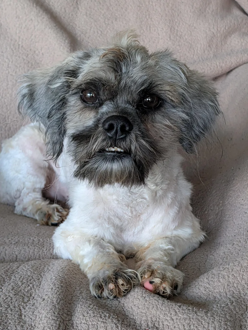 An adult small-sized male Apricot / Beige Shih poo dog named Ricardo for adoption in Baton Rouge, LA