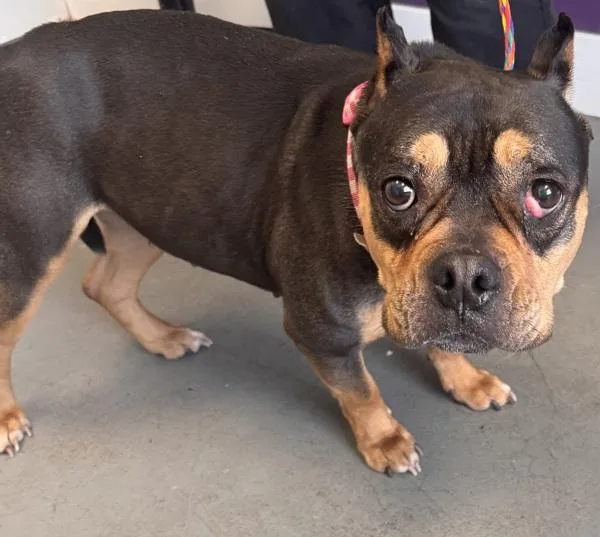 An adult medium-sized female American Bully dog named Lakely for adoption in Salt Lake City, UT