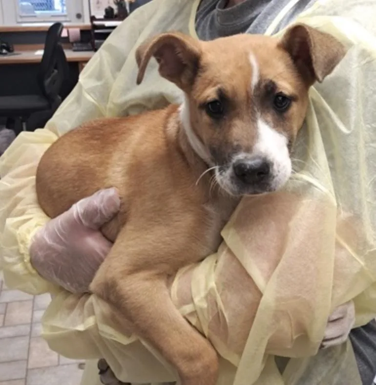 A young medium-sized female Shepherd dog named Amy for adoption in Hollister, MO