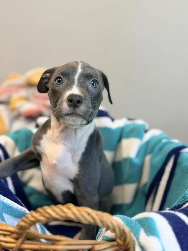 A baby medium-sized female Terrier dog named Bunny for adoption in Lafayette, LA