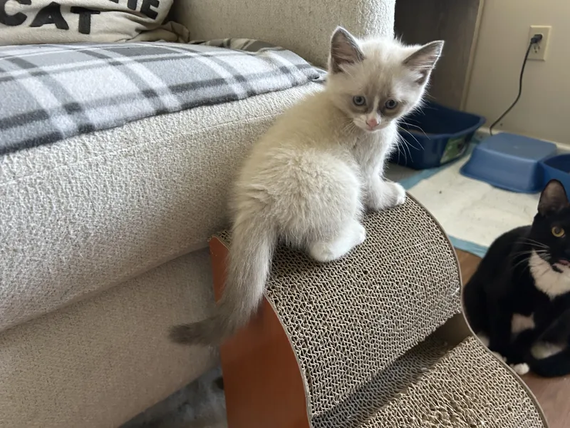 A baby small-sized male Domestic Short Hair cat named Reef for adoption in BREINIGSVILLE, PA