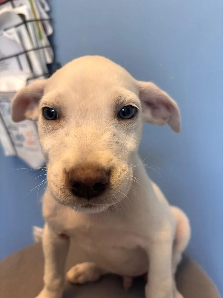 A baby medium-sized male Affenpinscher dog named Rascal grey collar for adoption in Morgantown, KY