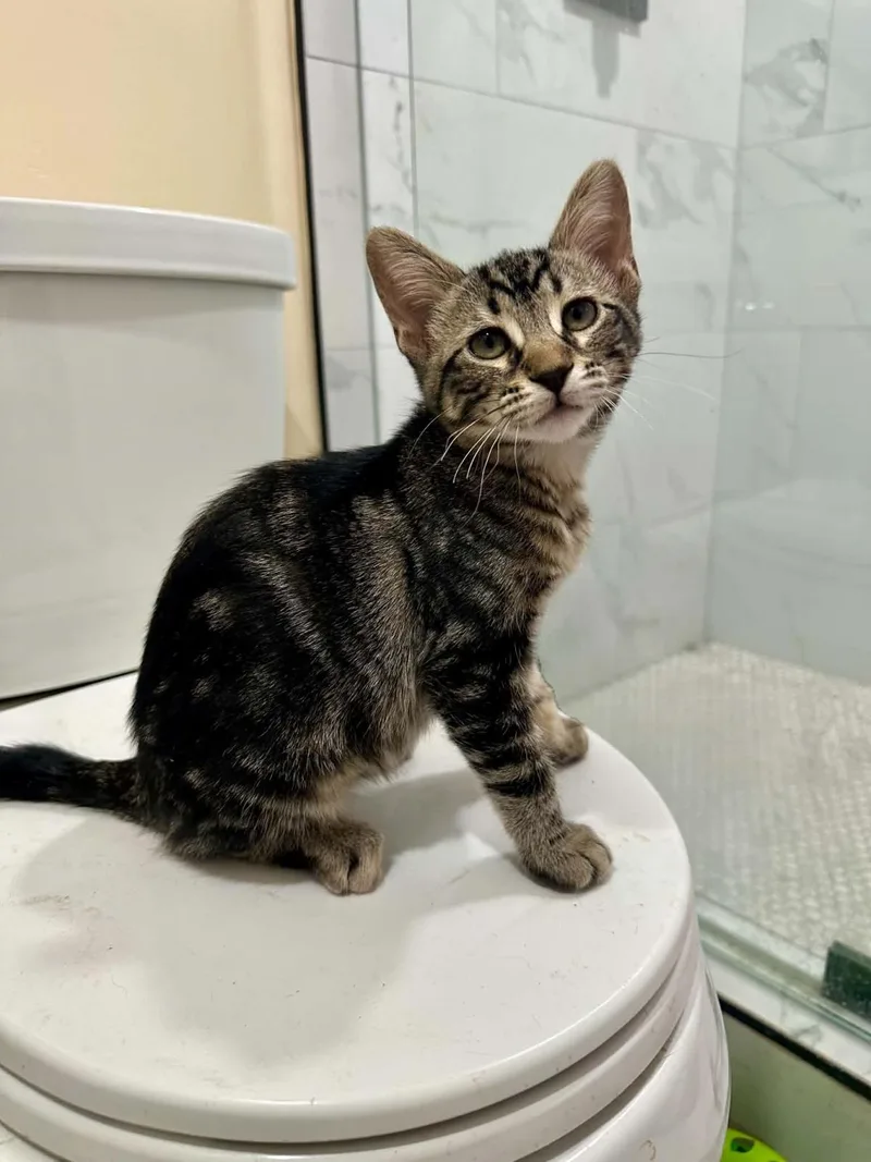 A baby medium-sized male Brown / Chocolate Domestic Short Hair cat named Jerry Pawsworth for adoption in Chandler, AZ