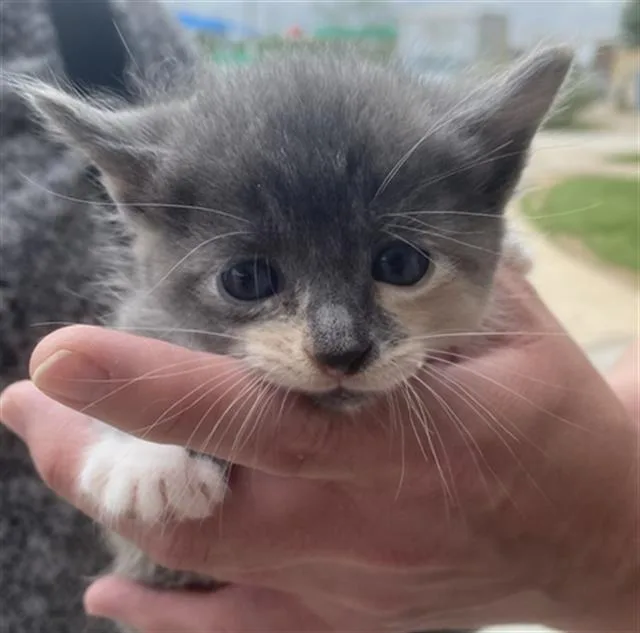 A baby medium-sized female Domestic Short Hair cat named Peep for adoption in Dallas, TX