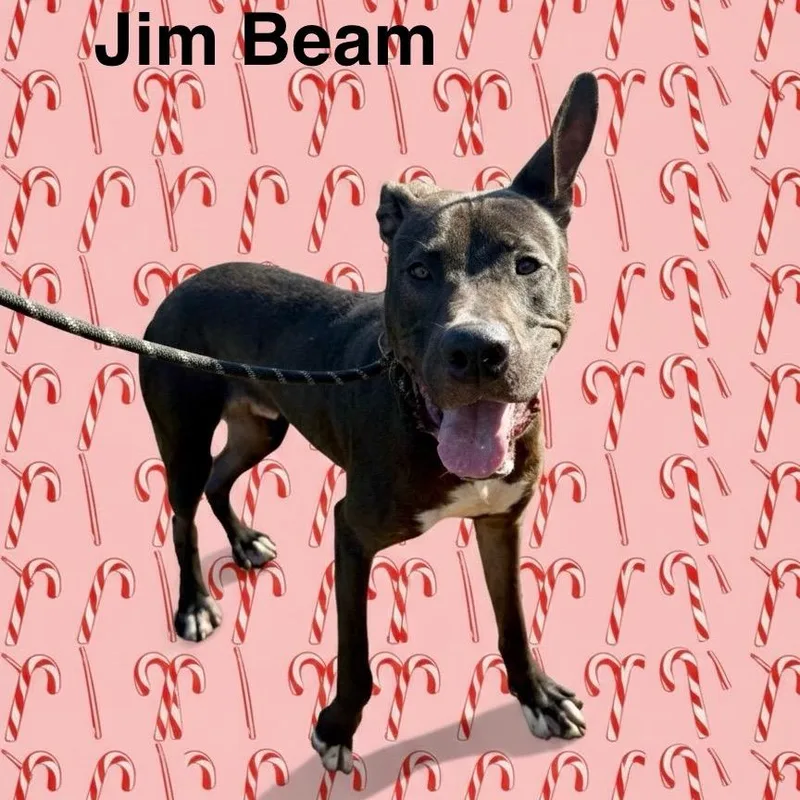 Jim Beam thumbnail 2
