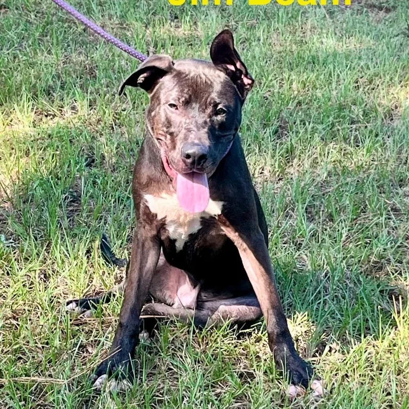 Jim Beam thumbnail 4