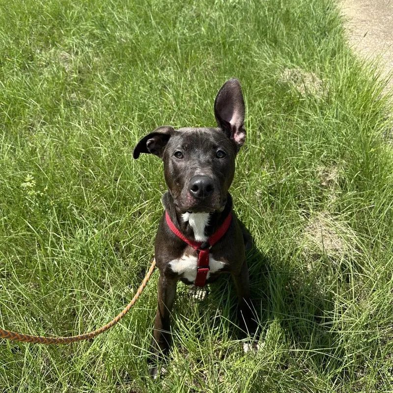 Jim Beam thumbnail 5