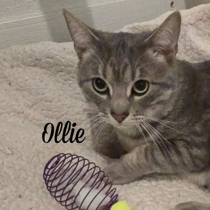 Ollie