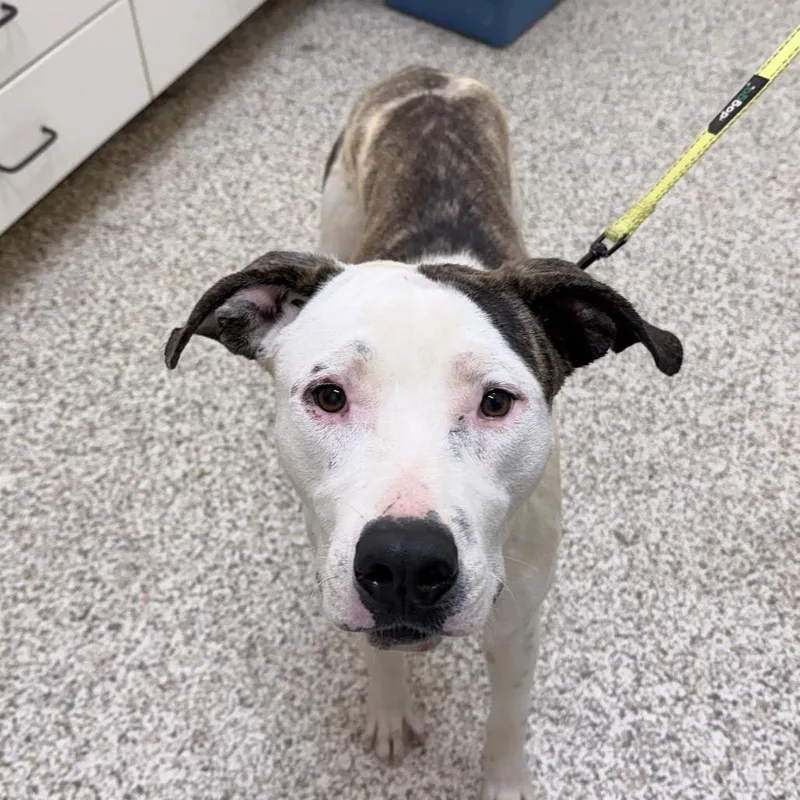 An adult large-sized male Brindle Mixed Breed dog named Sylvester for adoption in Auburn, AL