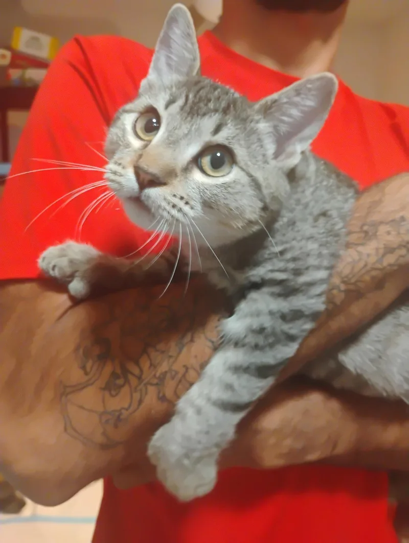 A baby medium-sized male Tabby cat named Berri aka Bear for adoption in Vallejo, CA