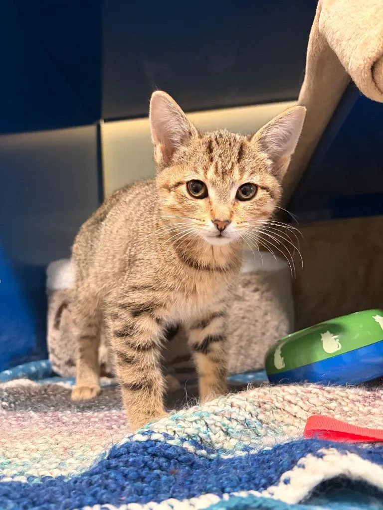 A baby medium-sized male Domestic Short Hair cat named Topaz for adoption in Ashland, WI