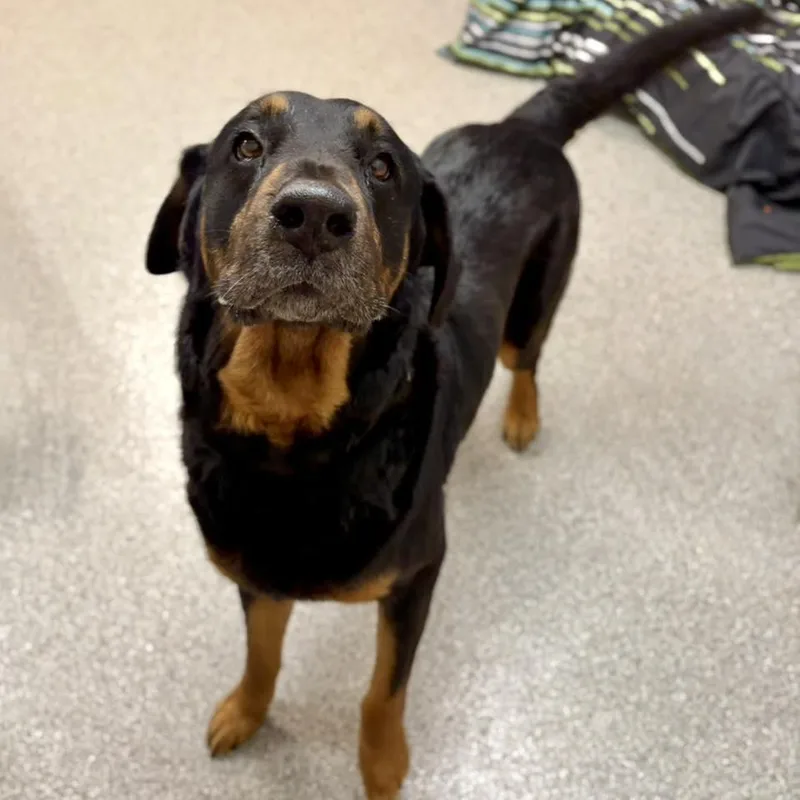 An adult large-sized male Black and Tan Coonhound dog named Carl for adoption in Whitehall, PA