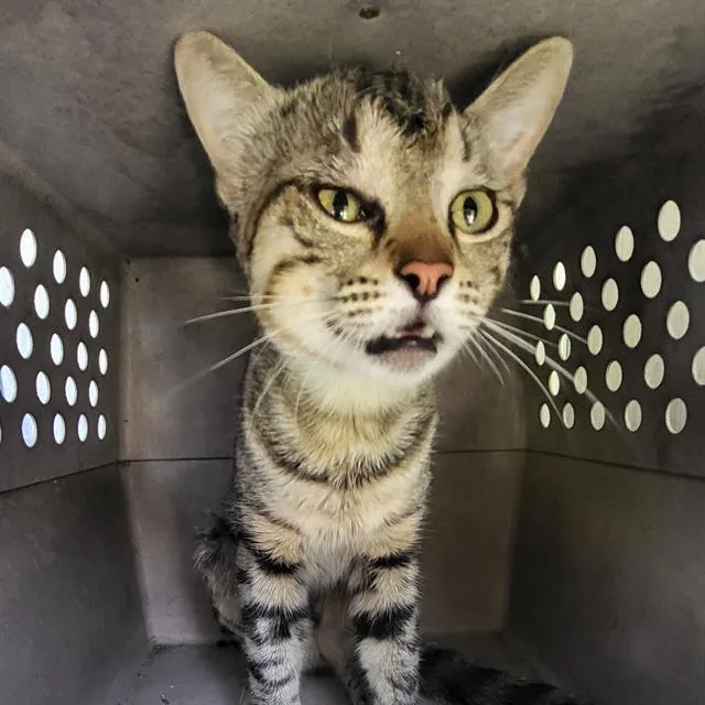 A young medium-sized male Domestic Short Hair cat named Jennings for adoption in San Antonio, TX