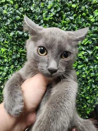 A baby small-sized male Domestic Short Hair cat named Corn $ for adoption in Seneca, SC