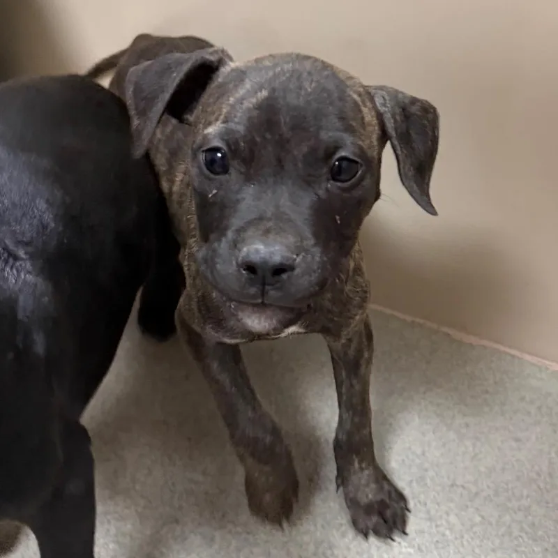 A baby small-sized male Brindle Pit Bull Terrier dog named Wonka for adoption in Sonoma, CA
