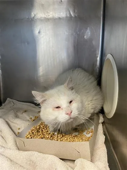 A baby medium-sized male White Domestic Long Hair cat named Onion for adoption in El Paso, TX