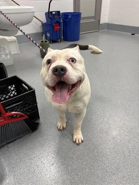 A young medium-sized male American Bulldog dog named Robbie for adoption in Indianapolis, IN
