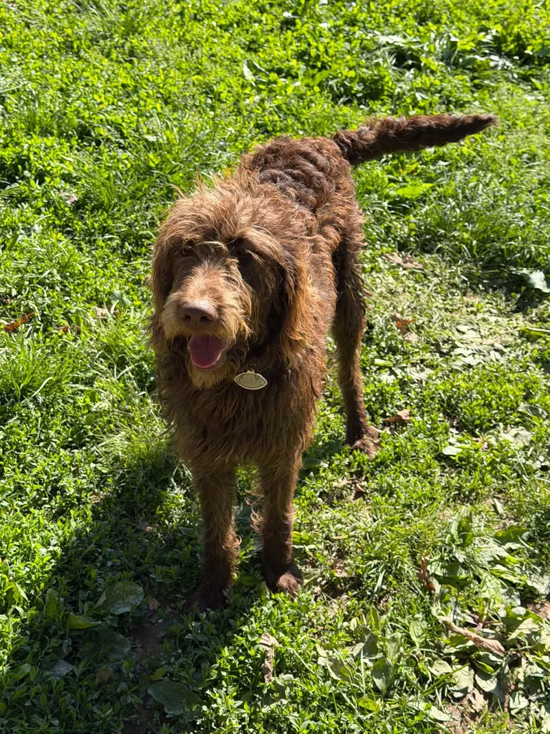 A young medium-sized male Red / Chestnut / Orange Labradoodle dog named Chase for adoption in Zanesville, OH