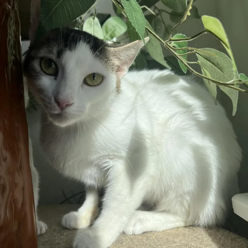 An adult small-sized female Domestic Short Hair cat named Ruth & Naomi for adoption in Bismarck, ND