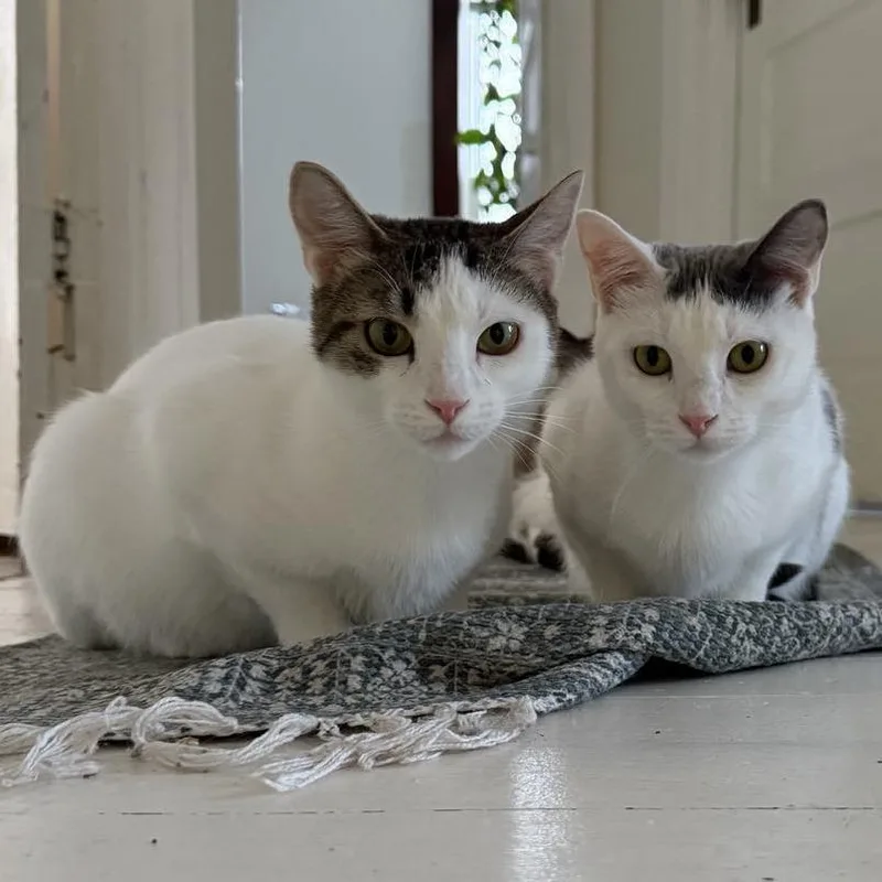 Ruth & Naomi thumbnail 5