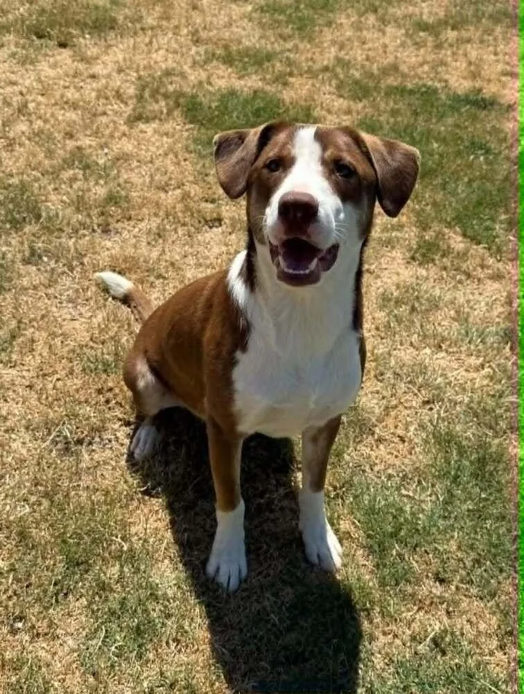 A young medium-sized male Border Collie dog named Sparky for adoption in Deerfield, WI