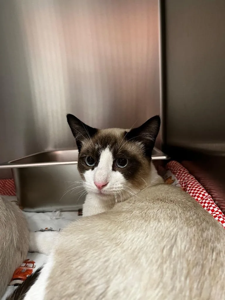 A baby medium-sized male Domestic Short Hair cat named Pepper for adoption in Logan, UT