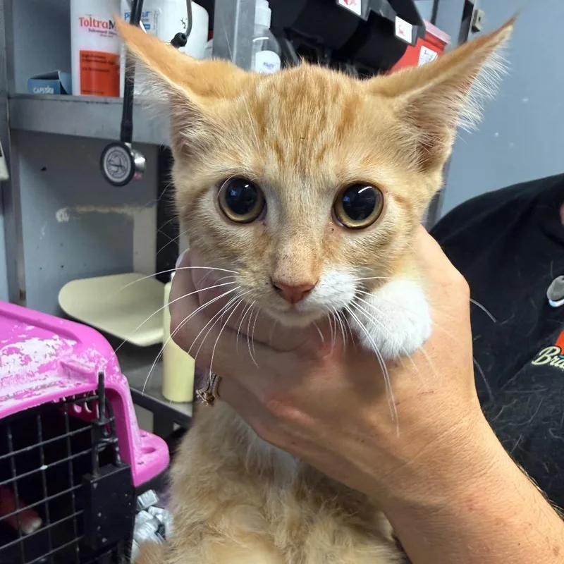 A young small-sized female Buff / Tan / Fawn Domestic Short Hair cat named Regina for adoption in Lake Jackson, TX