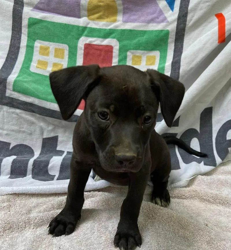 A baby medium-sized female Mixed Breed dog named Akali for adoption in Fond Du Lac, WI