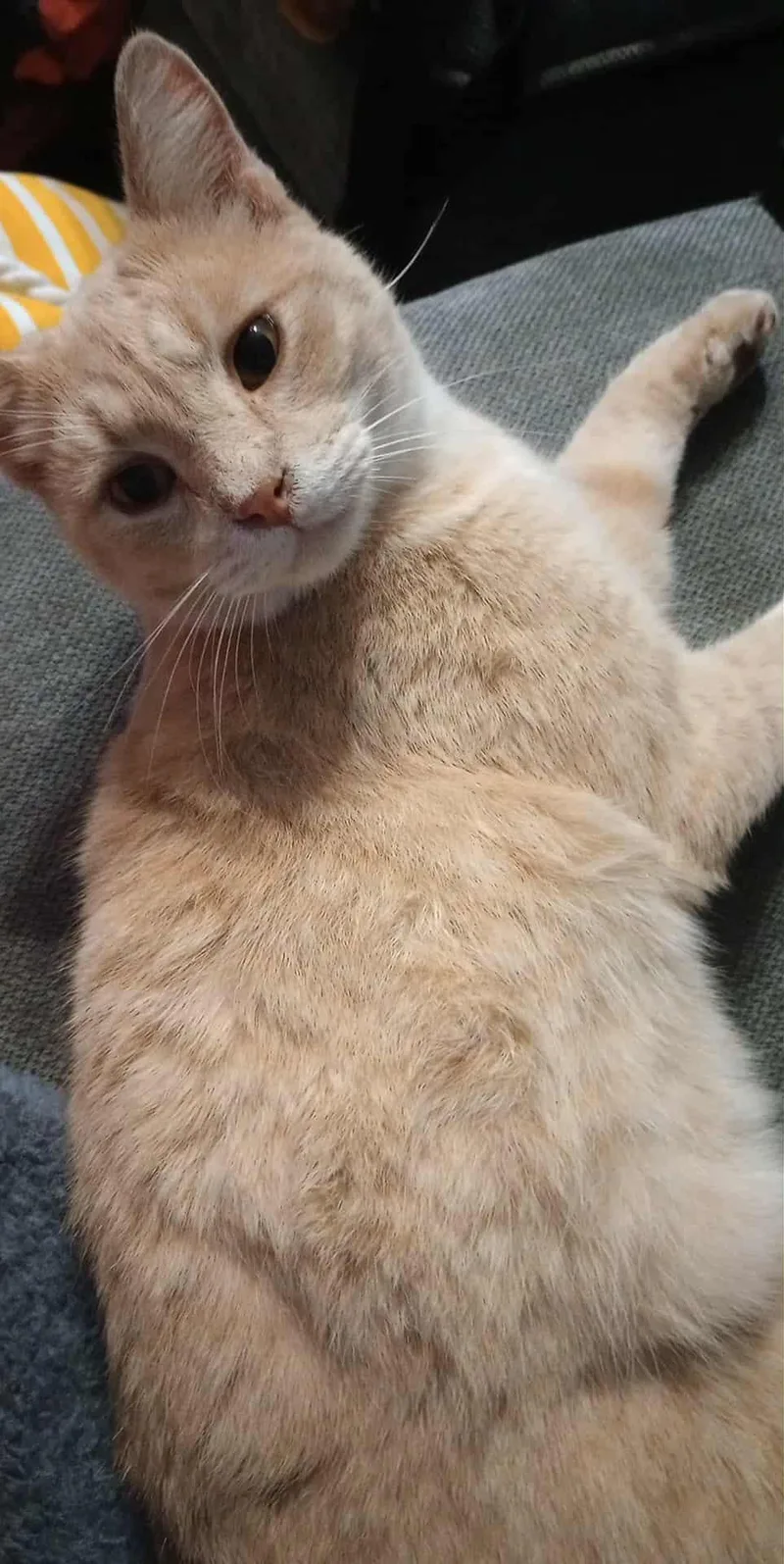 A young medium-sized male Tabby cat named Hercules for adoption in Piedmont, MO