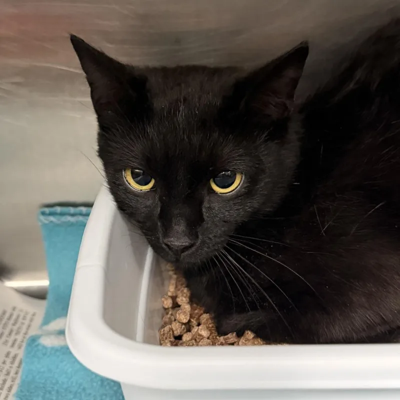 A baby small-sized female Black Domestic Short Hair cat named Noir for adoption in Marion, VA