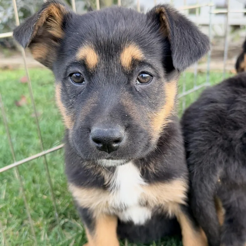 Herbert~tricolored Cutie